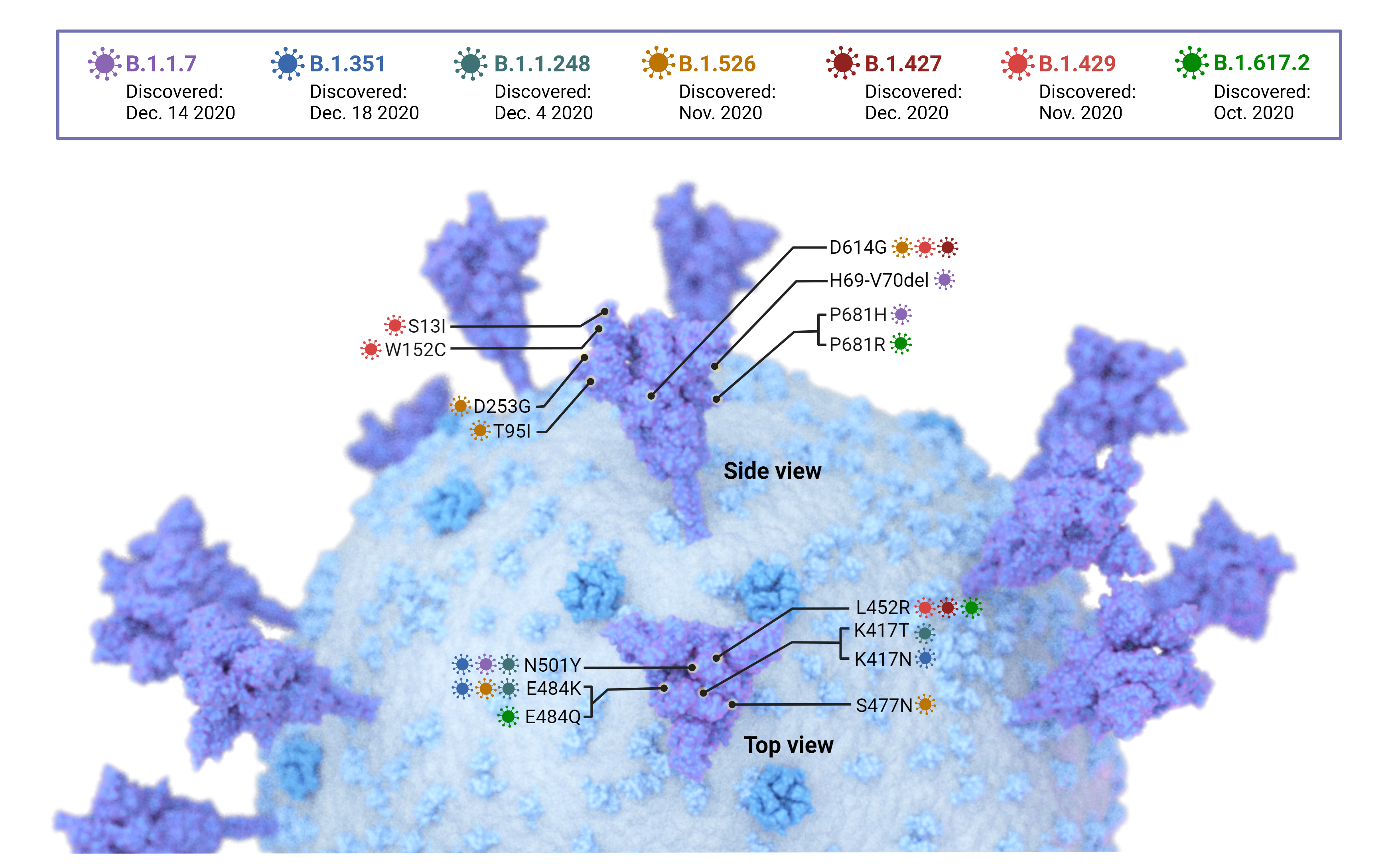 COVID-19 Research: Studying SARS CoV-2 Variants Of Concern